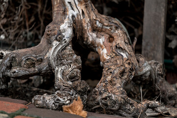 Vineyard root personifying the depression of the present time in modern living conditions