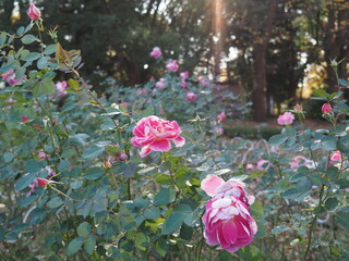 ピンクのバラ
