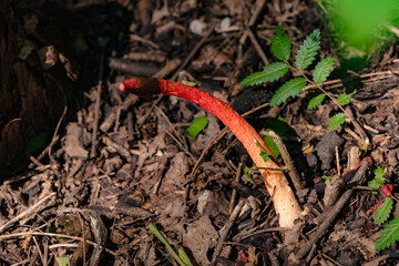 Close up of field fungi in North China Plain