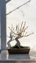  A minimalist bonsai tree with a twisted trunk and fine branches, displayed on a bright white canvas © ไม่รู้