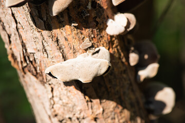 Close up of field fungi in North China Plain