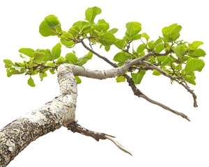 A carefully shaped bonsai tree with a natural flow and intricate details, highlighted against a white background