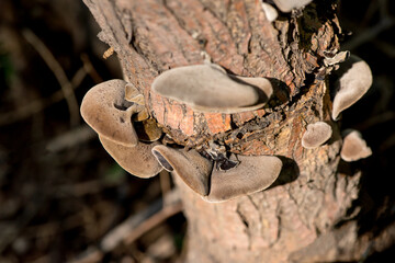 Close up of field fungi in North China Plain