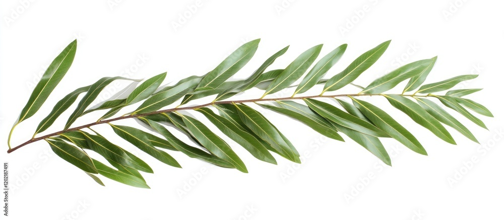 Poster green leaf branch of an ornamental plant isolated on a white background with copy space for text pla