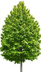 Obraz premium A single vibrant green tree with a sprawling canopy and fine details of leaves, standing on a solid white background