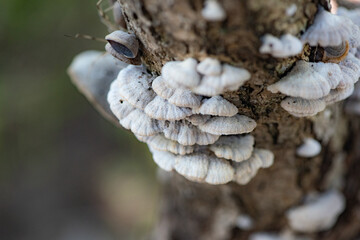 Close up of field fungi in North China Plain
