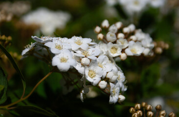 flowers of a plant