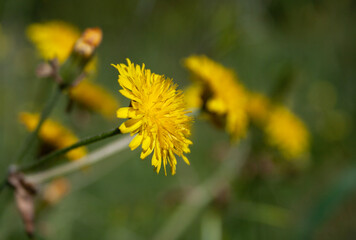yellow flower of a dandelion