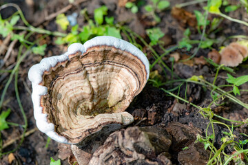 Close up of field fungi in North China Plain
