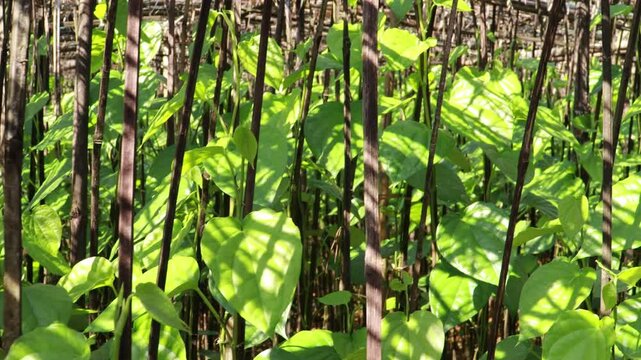 Piper betel or betel leaf or pan plantation 4k footage.
