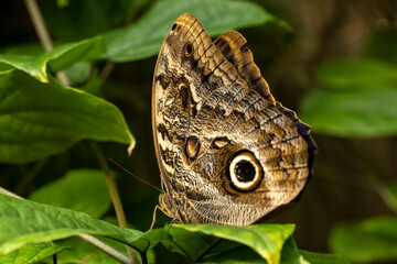 Fototapeta premium Owl butterfly at the Butterfly Pavilion; Westminster, Colorado