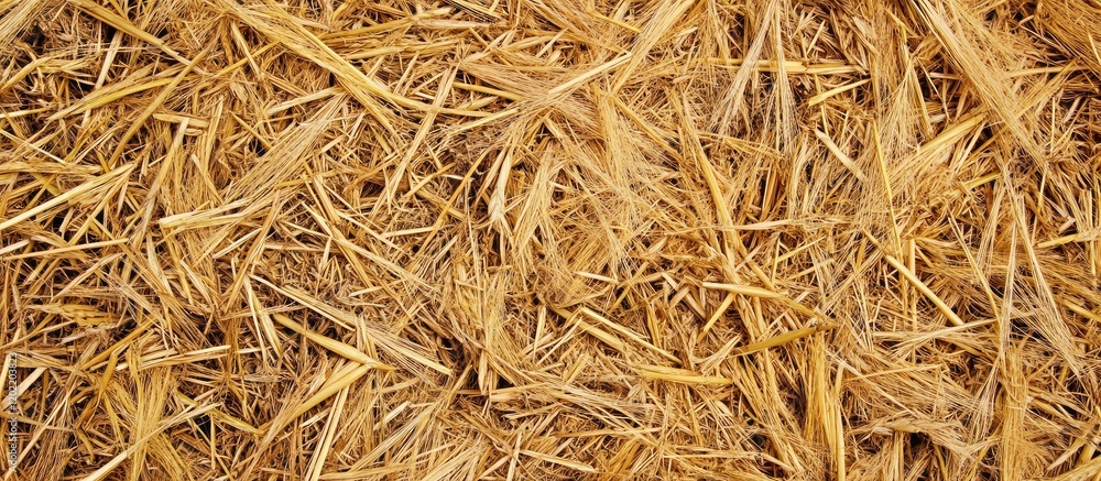 Poster dried straw texture background for agricultural and rustic themes with copy space