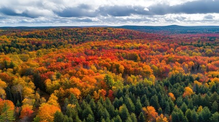 Aerial view of vibrant autumn forest with colorful foliage and green pines under a partly cloudy sky Copy Space