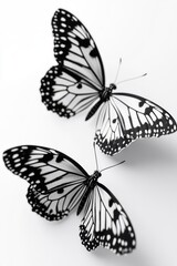 Black and White Butterflies