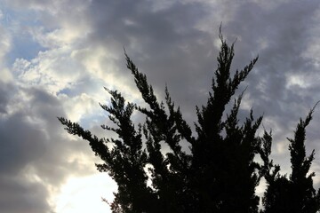 sunset in the field