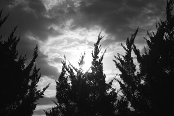sunset in the forest in black and white