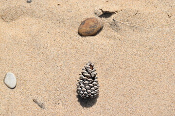 pine cone on the beach