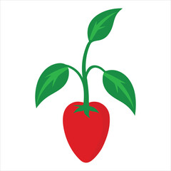  Pepper plant vector illustration