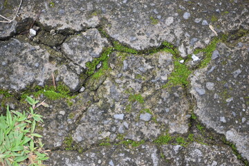 moss on stone
