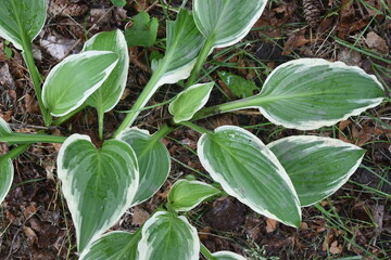 green plants growing in the garden