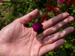 Crimson Globe Amaranth Flower in a Gentle Hand A Sunlit Botanical Study