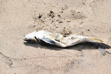 A dead fish laying on the sandy beach,