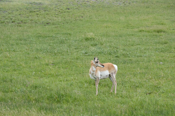 Pronghorn Antelope on the great plains of North America in the state of South Dakota