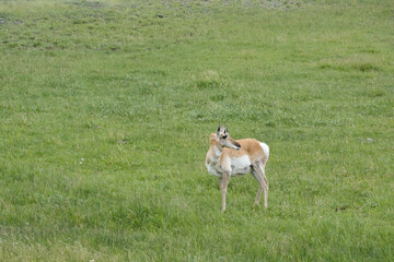 Pronghorn Antelope on the great plains of North America in the state of South Dakota