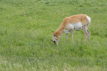 Pronghorn Antelope on the great plains of North America in the state of South Dakota