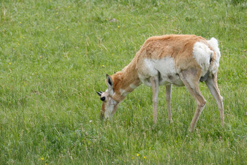 Pronghorn Antelope on the great plains of North America in the state of South Dakota