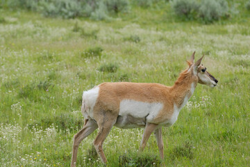 Pronghorn Antelope on the great plains of North America in the state of South Dakota