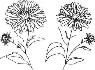 Aster Flower Line Art in Clean Vector Illustration