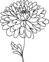 Chrysanthemum Line Art for Floral Design