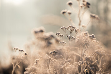 Zimowe tło, rośliny w szronie.