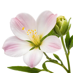 Fototapeta premium Delicate Pink and White Blossom with Green Bud