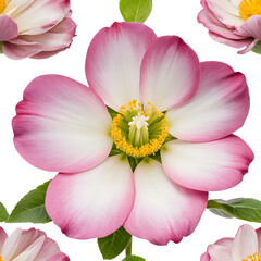 Fototapeta premium Pink and White Blossom Pattern - Seamless Floral White Background