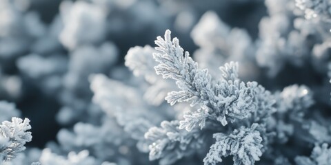 Frosted plant