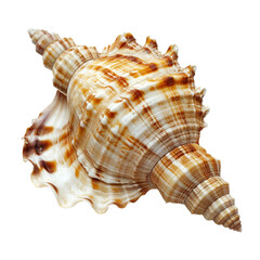 Fototapeta premium Shell of a raw mollusk, isolated a transparent background