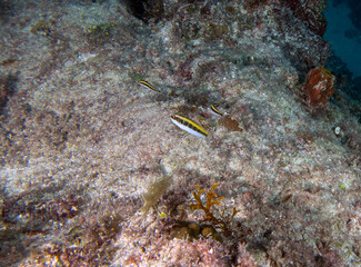 A Bluehead Wrasse initial phase (Thalassoma bifasciatum) in Punta Cana, Dominican Republic