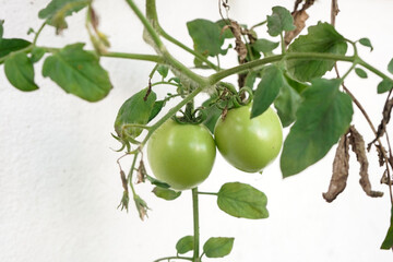 fresh green tomatoes on a branch isolated on white background