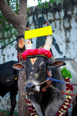 Jallikattu Bull Majestic hump sharp horns that are the hallmark of a jallikattu bull Kangayam Kaalai ( bull ) Indian bulls Tamil Nadu