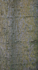 Beautiful close-up of the bark of antiaris toxicaria