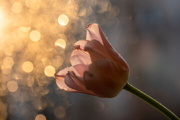 Tulipany, wiosenne tło, dekoracja wnętrz. © Elżbieta Kaps