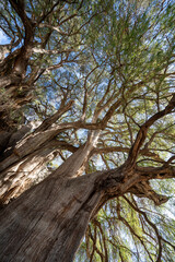 Majestic Tree of Tule, Oaxaca, Mexico