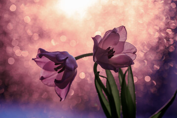 Tulipany, wiosenne tło, dekoracja wnętrz. © Elżbieta Kaps