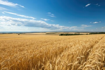 Naklejka premium A vast expanse of golden wheat stretching as far as the eye can see under a bright blue sky, wheat fields, agriculture
