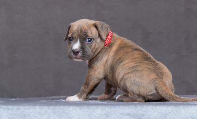 funny cute american staffordshire terrier puppy 