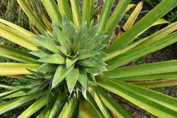typical pineapple plant growing in the garden