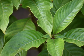 green leaves background