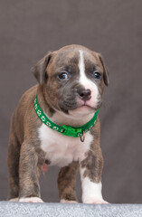 funny cute american staffordshire terrier puppy 